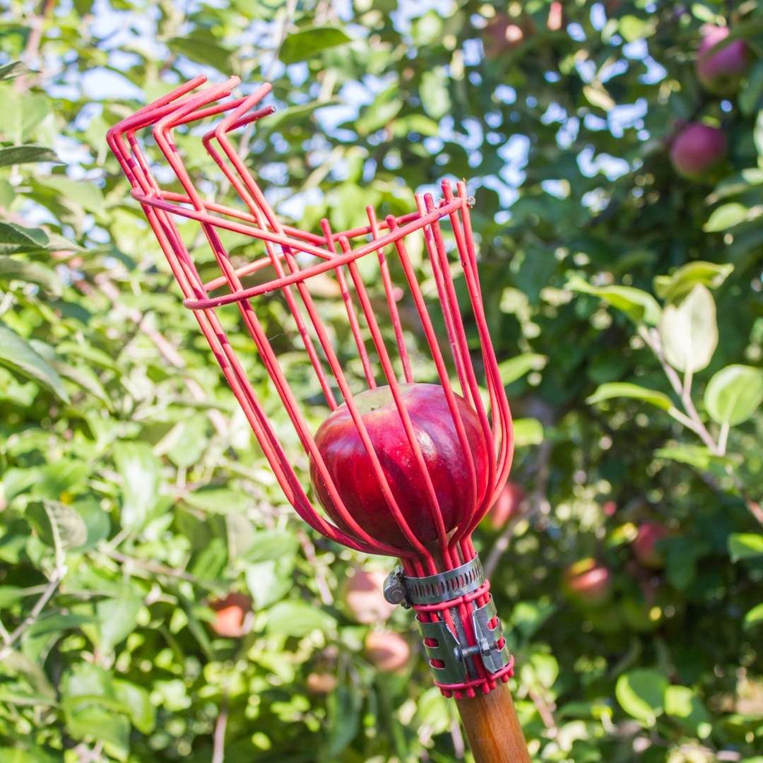 Metal Tree Fruit Picker