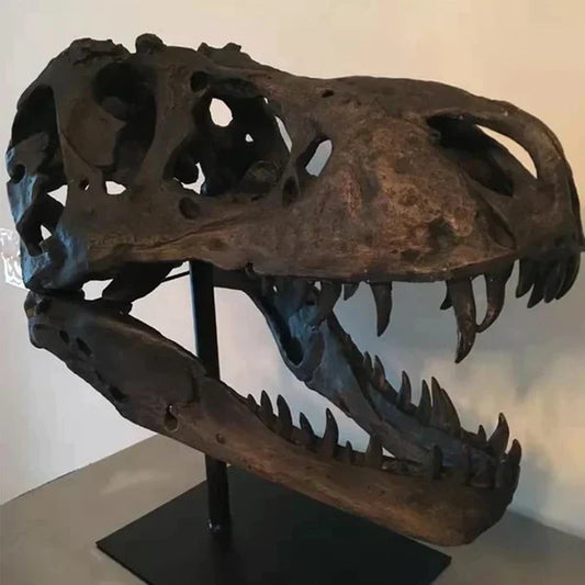 T-Rex Fossil Skull Decor